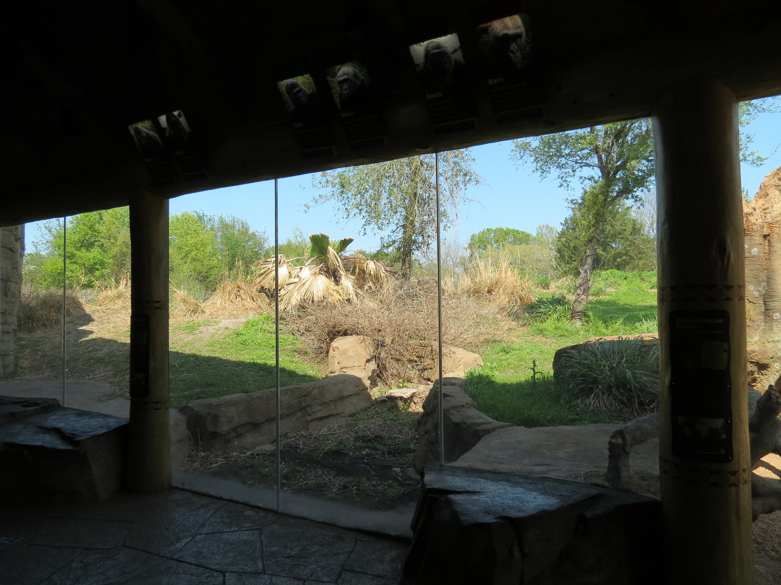 African Forest - The Arrival Building - Western Lowland Gorilla Exhibit
