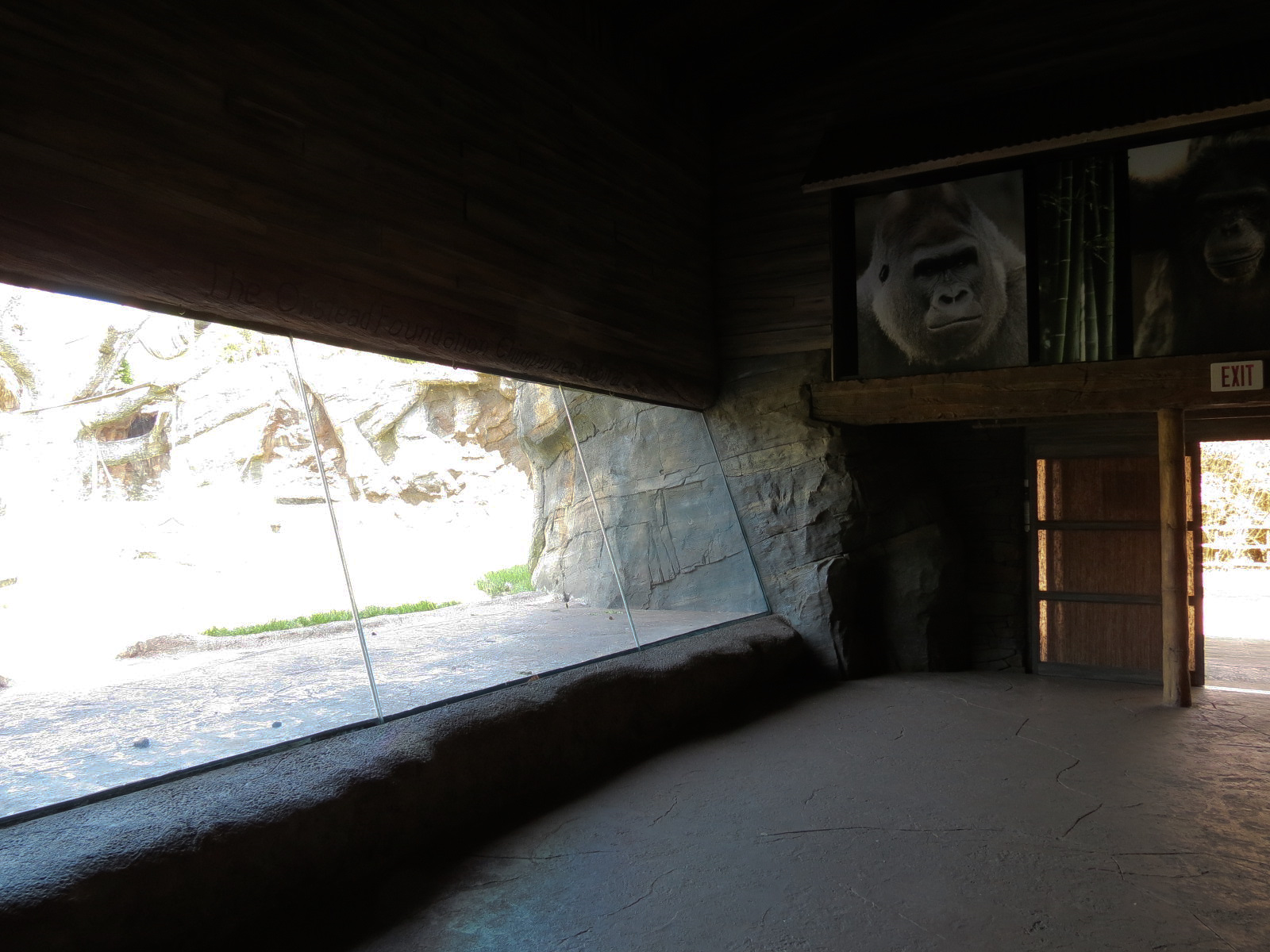 African Forest - The Great Ape Gallery - Chimpanzee Exhibit