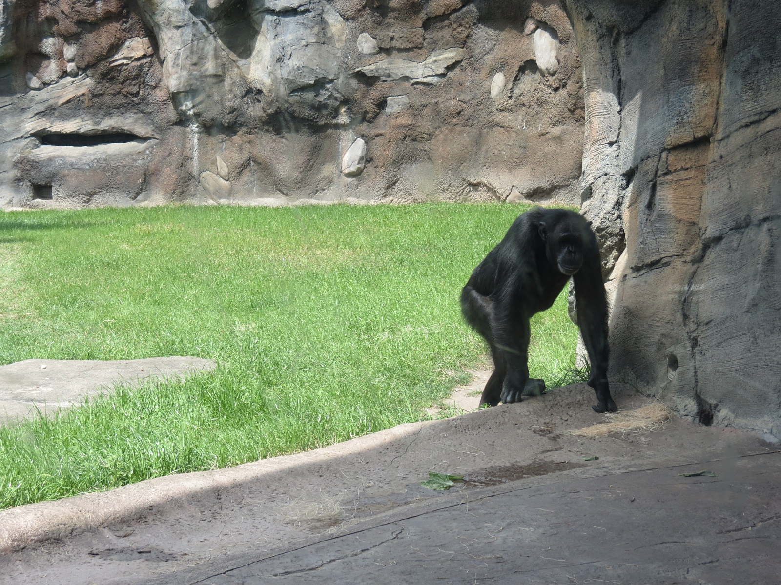 African Forest - The Great Ape Gallery - Chimpanzee Exhibit