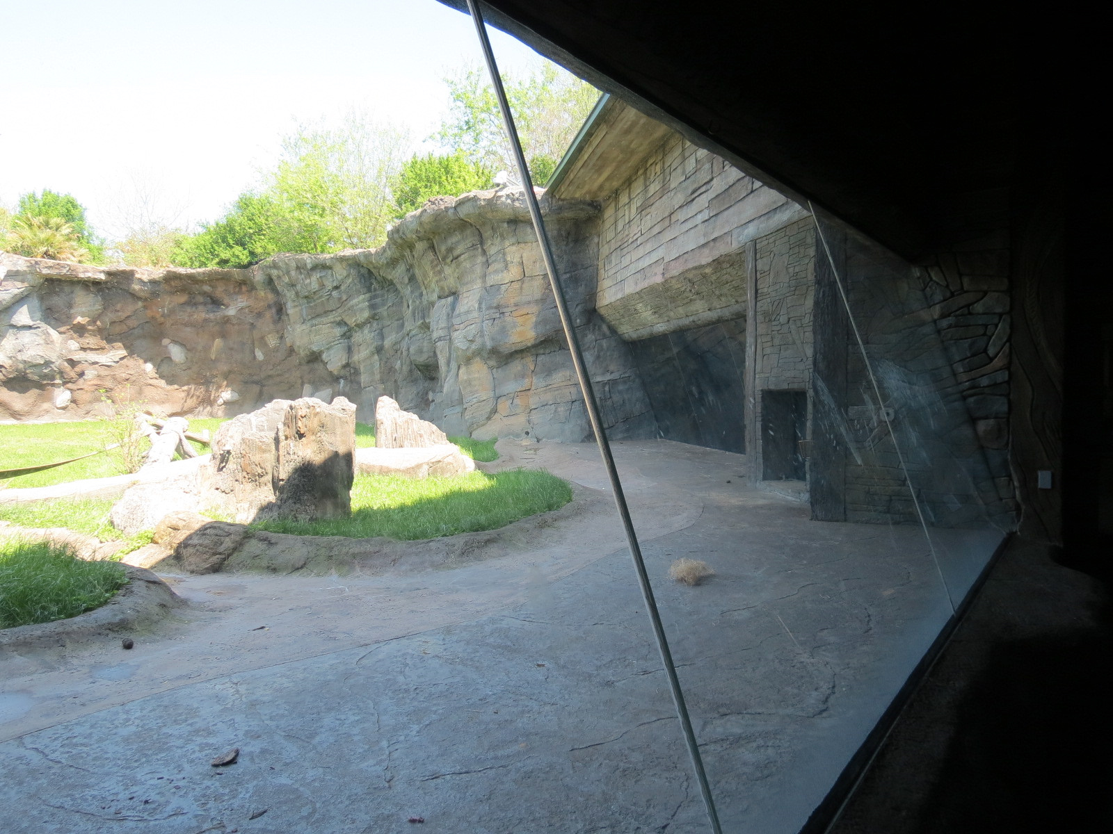 African Forest - The Great Ape Gallery - Chimpanzee Exhibit