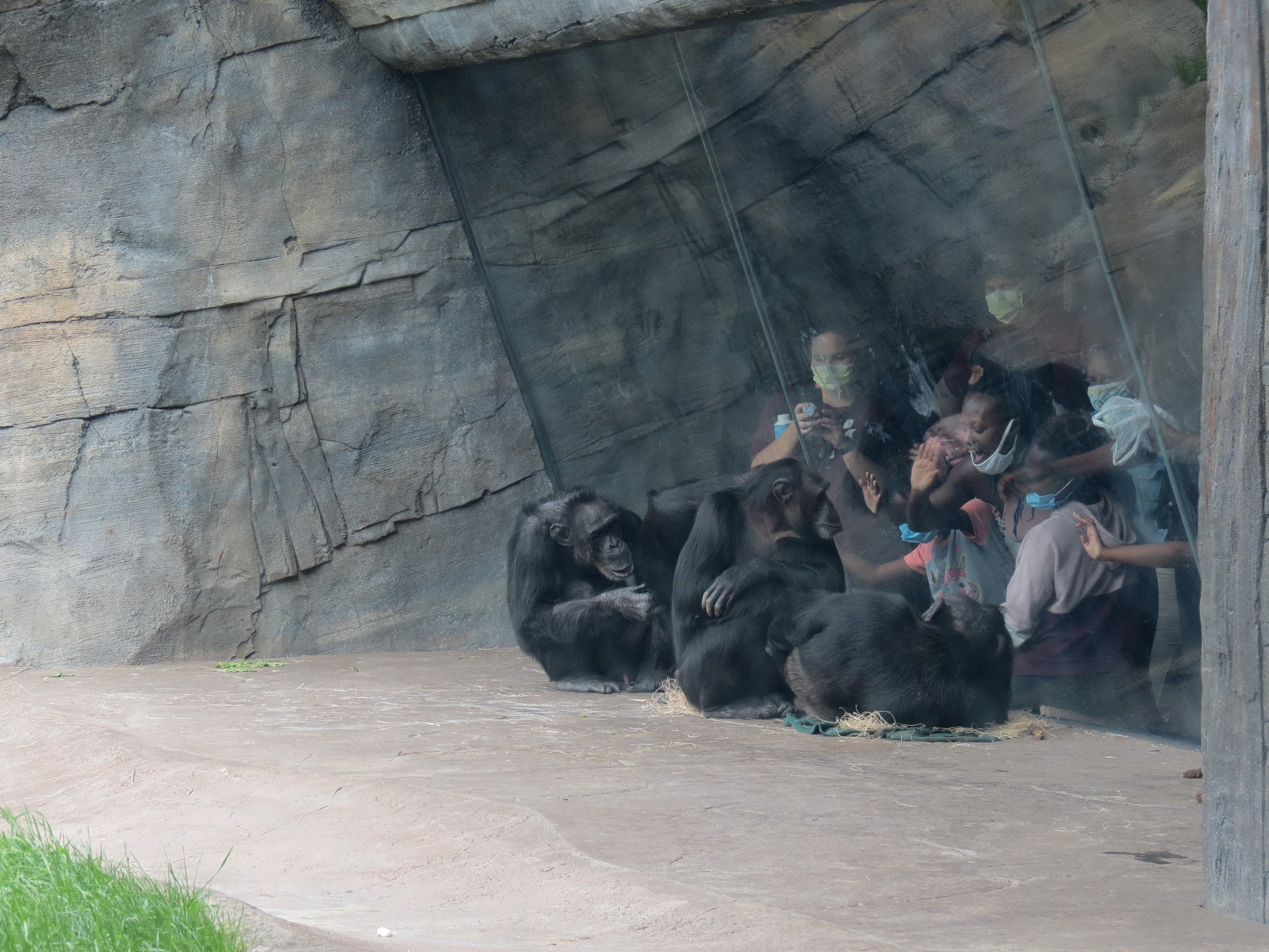 African Forest - The Great Ape Gallery - Chimpanzee Exhibit