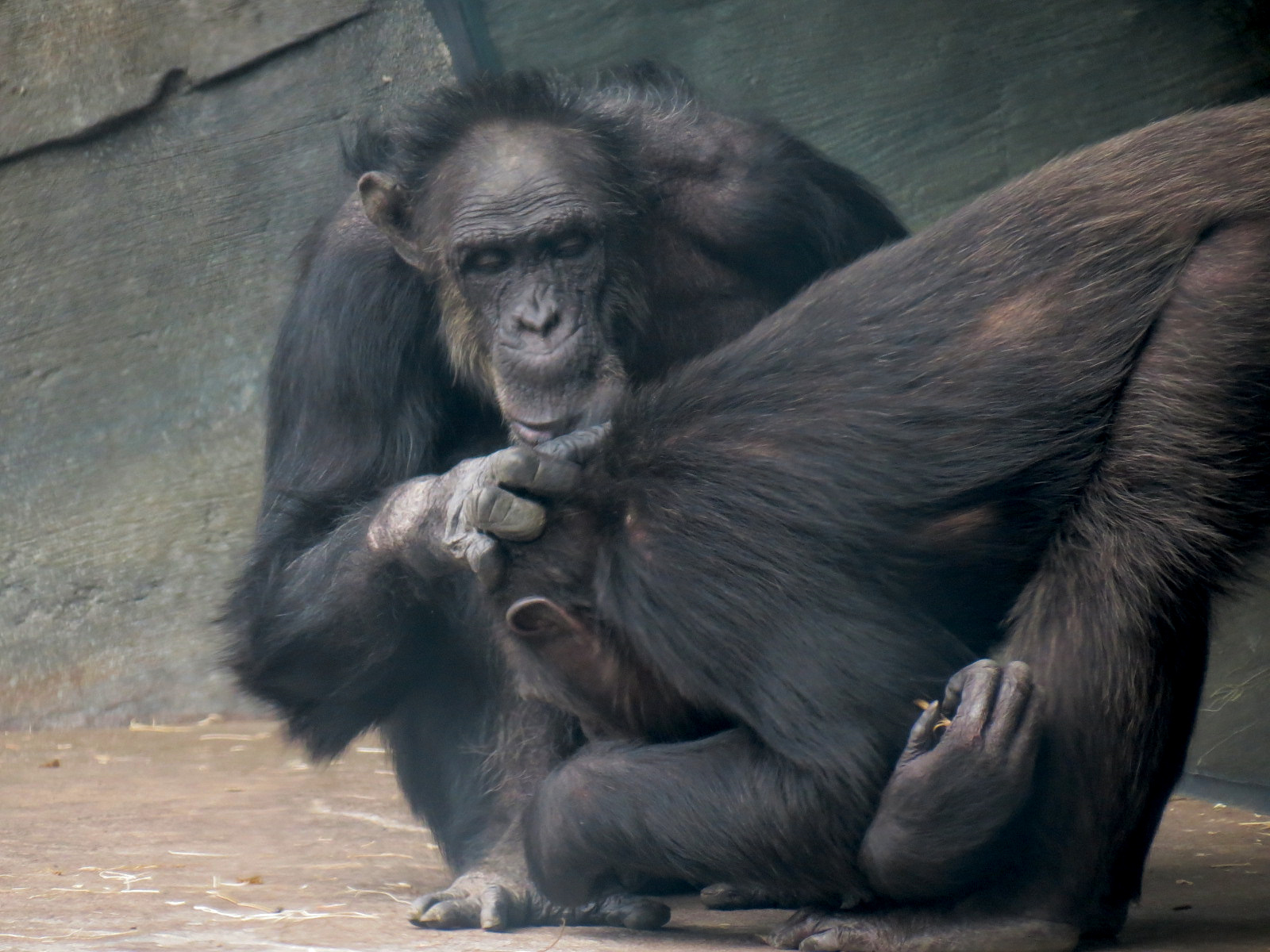African Forest - The Great Ape Gallery - Chimpanzee Exhibit