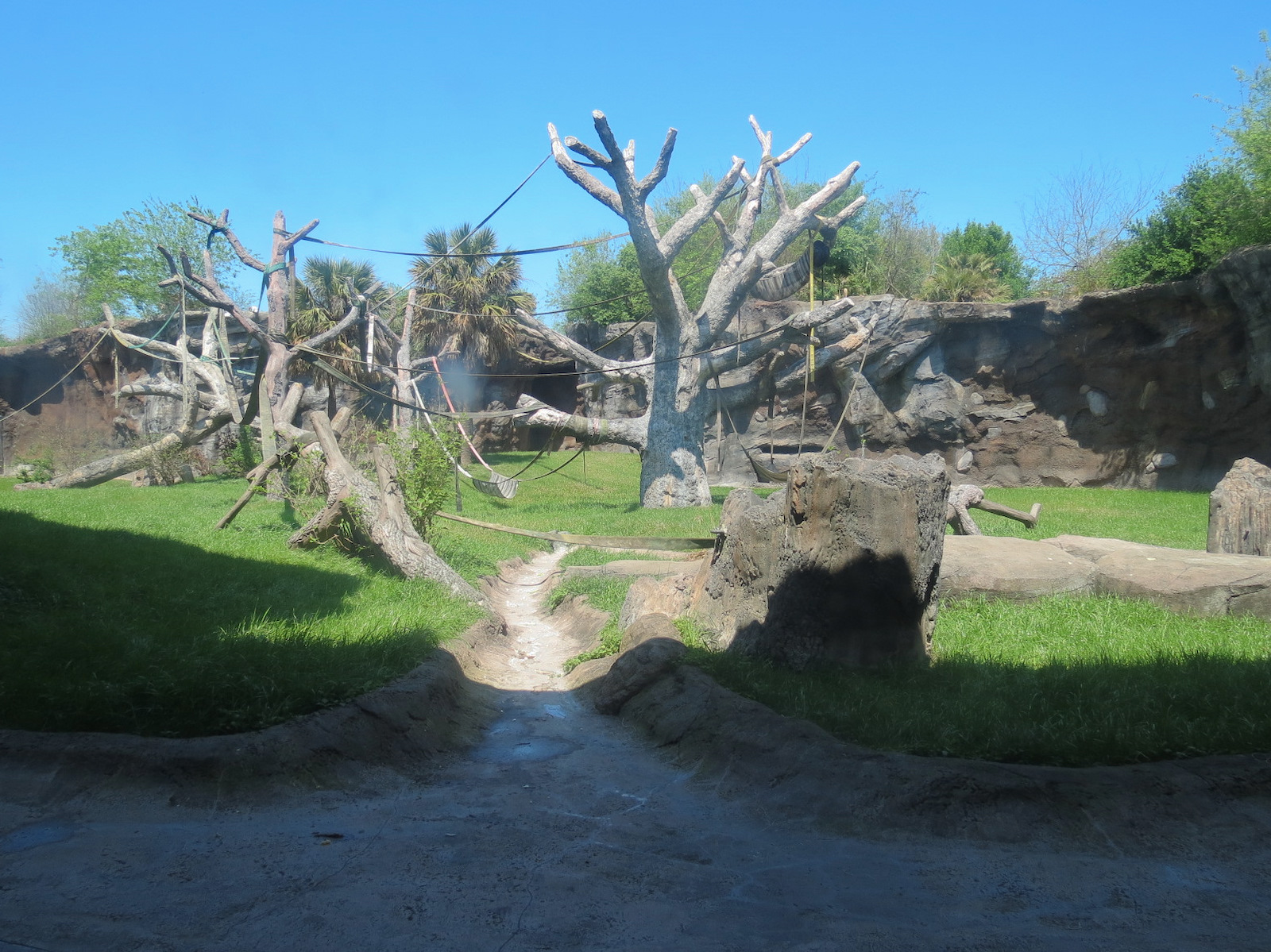 African Forest - The Great Ape Gallery - Chimpanzee Exhibit