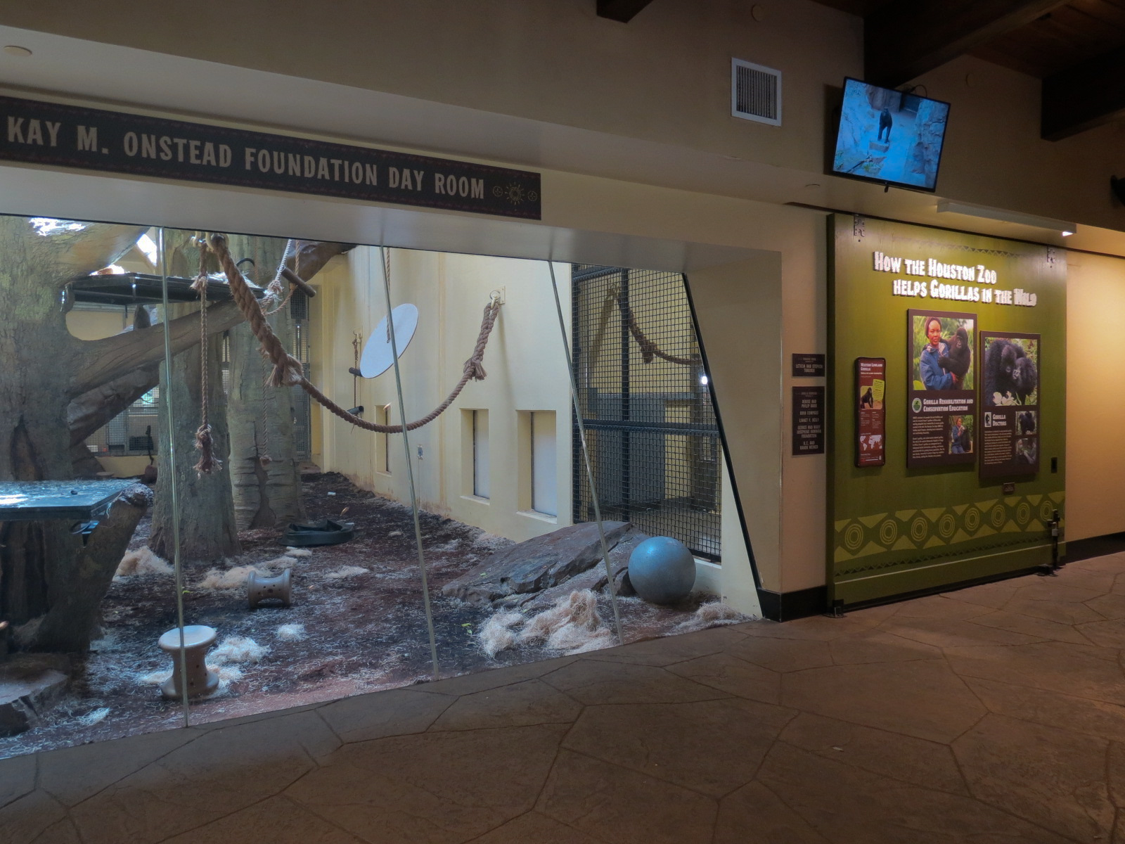 African Forest - The Great Ape Gallery - Western Lowland Gorilla Dayroom
