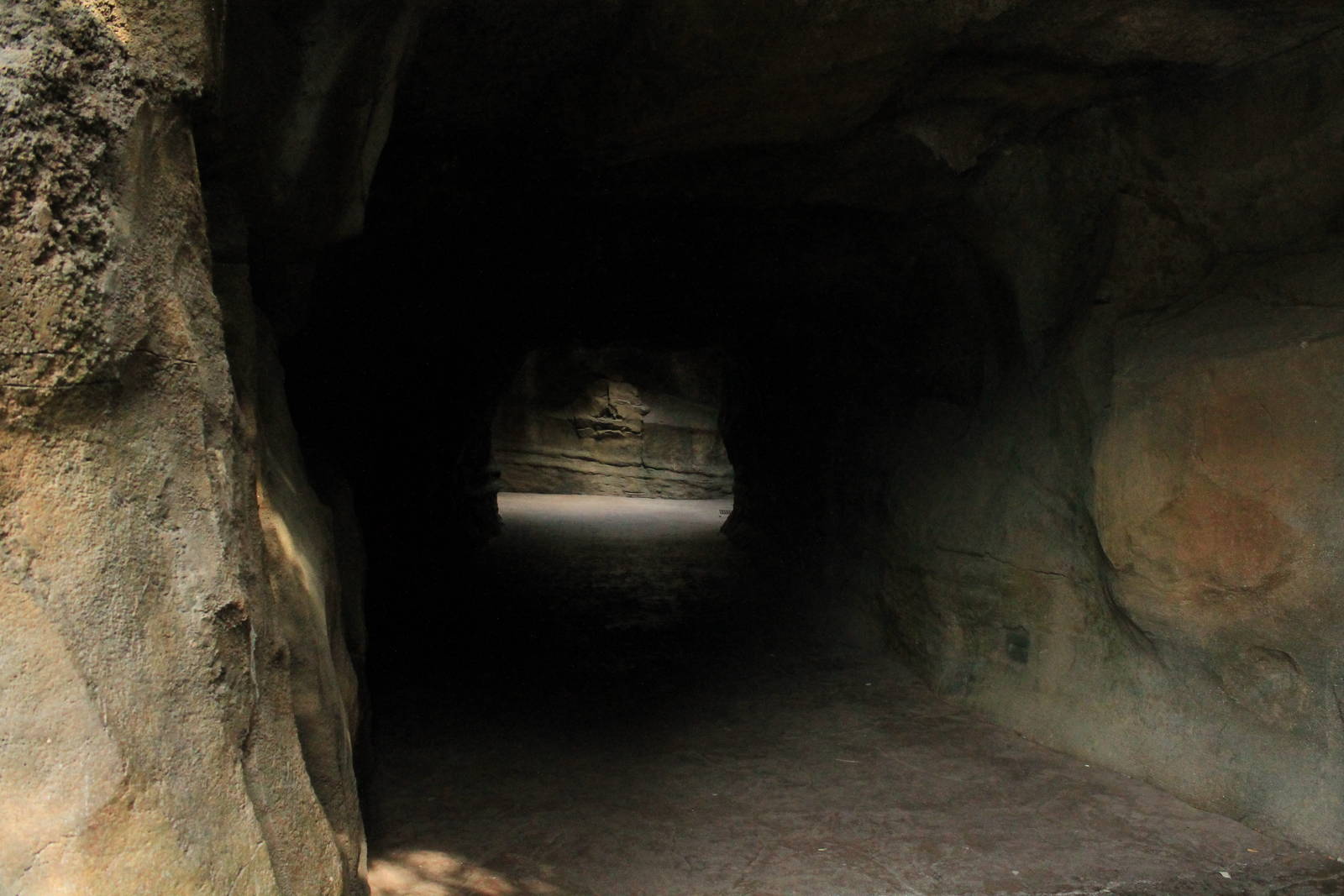 African Forest tunnel
