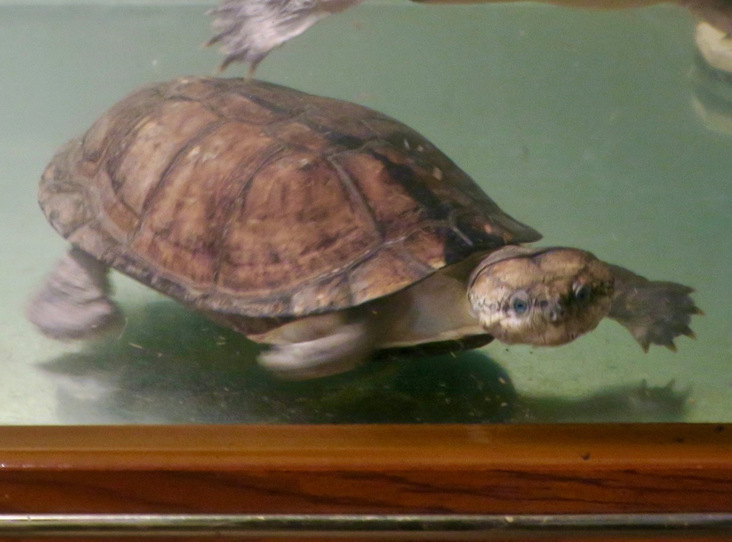 African Forest Turtle (Pelusios gabonensis)