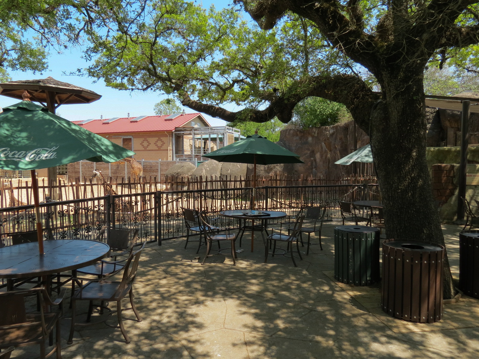 African Forest - Twiga Cafe