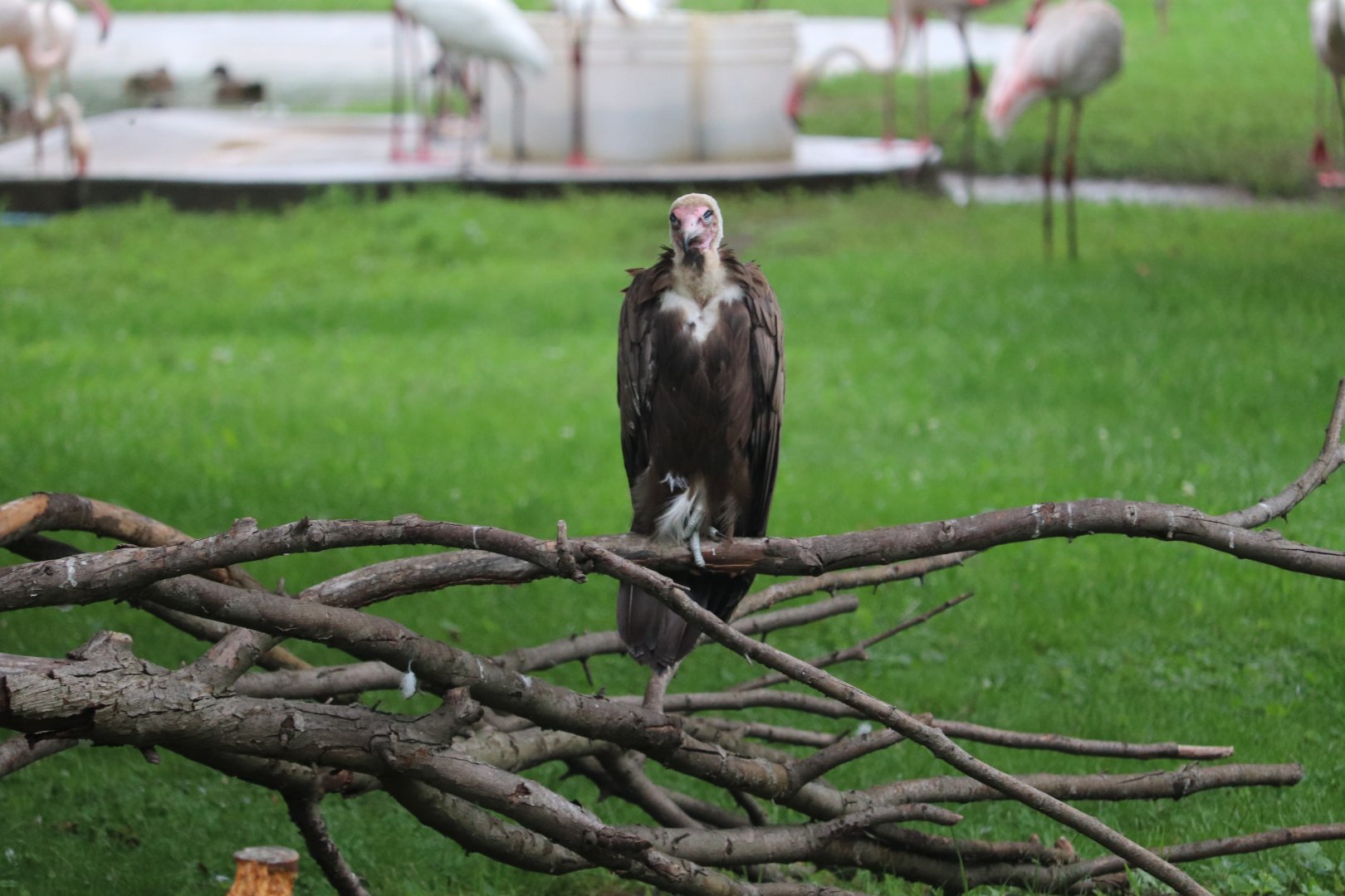 African Forest - Vulture