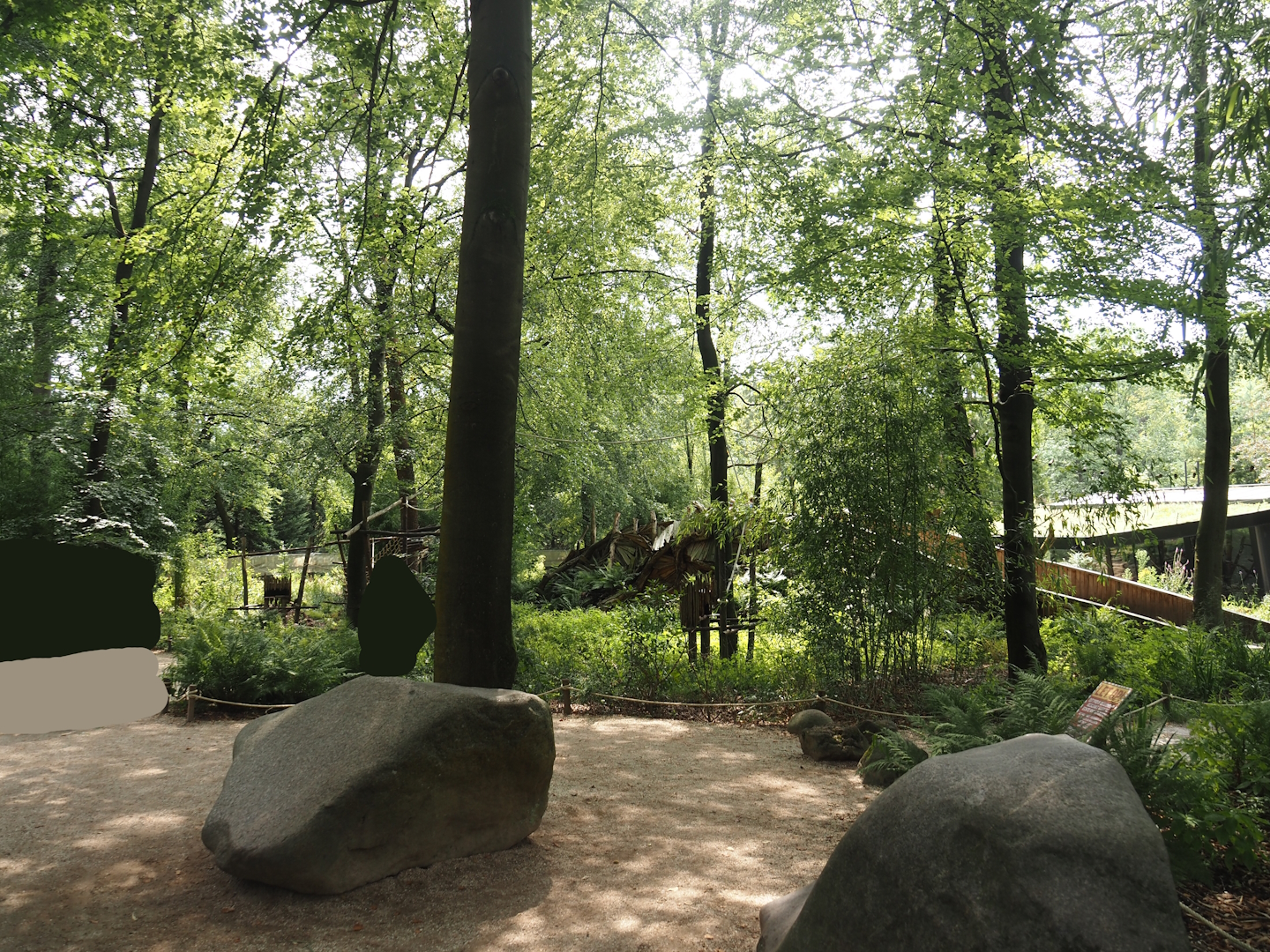 African forest walk-through area with Gabon talapoin and King colobus, 2024-08-18