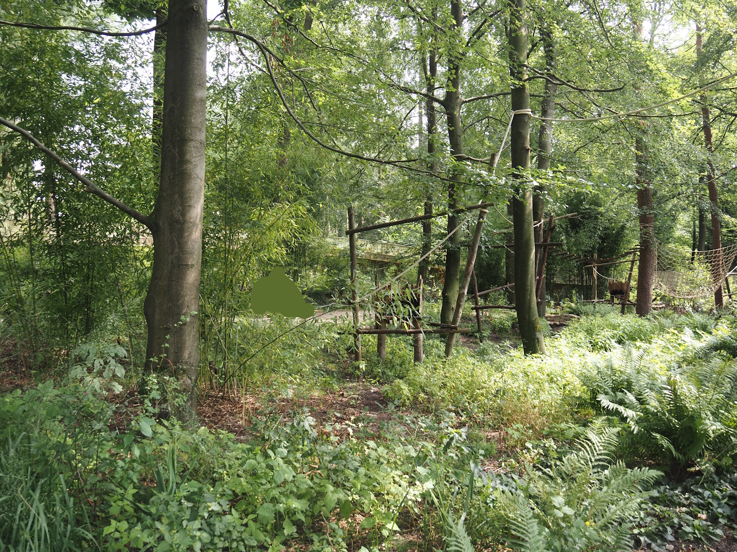 African forest walk-through area with Gabon talapoin and King colobus, 2024-08-18