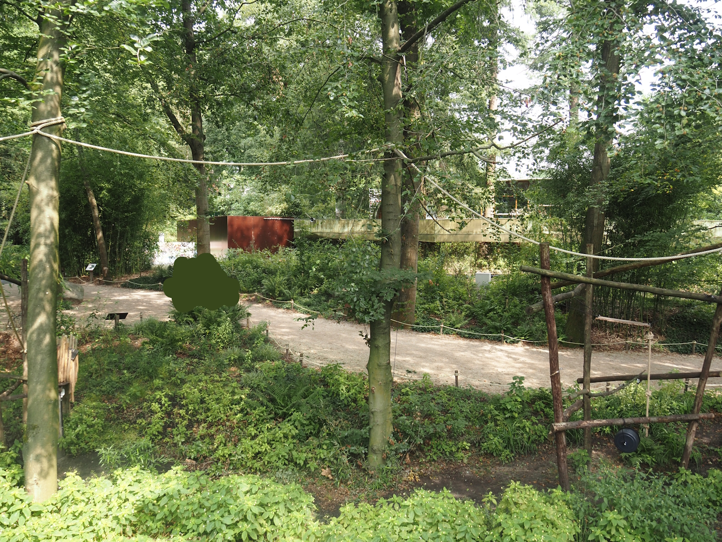 African forest walk-through area with Gabon talapoin and King colobus, 2024-08-18