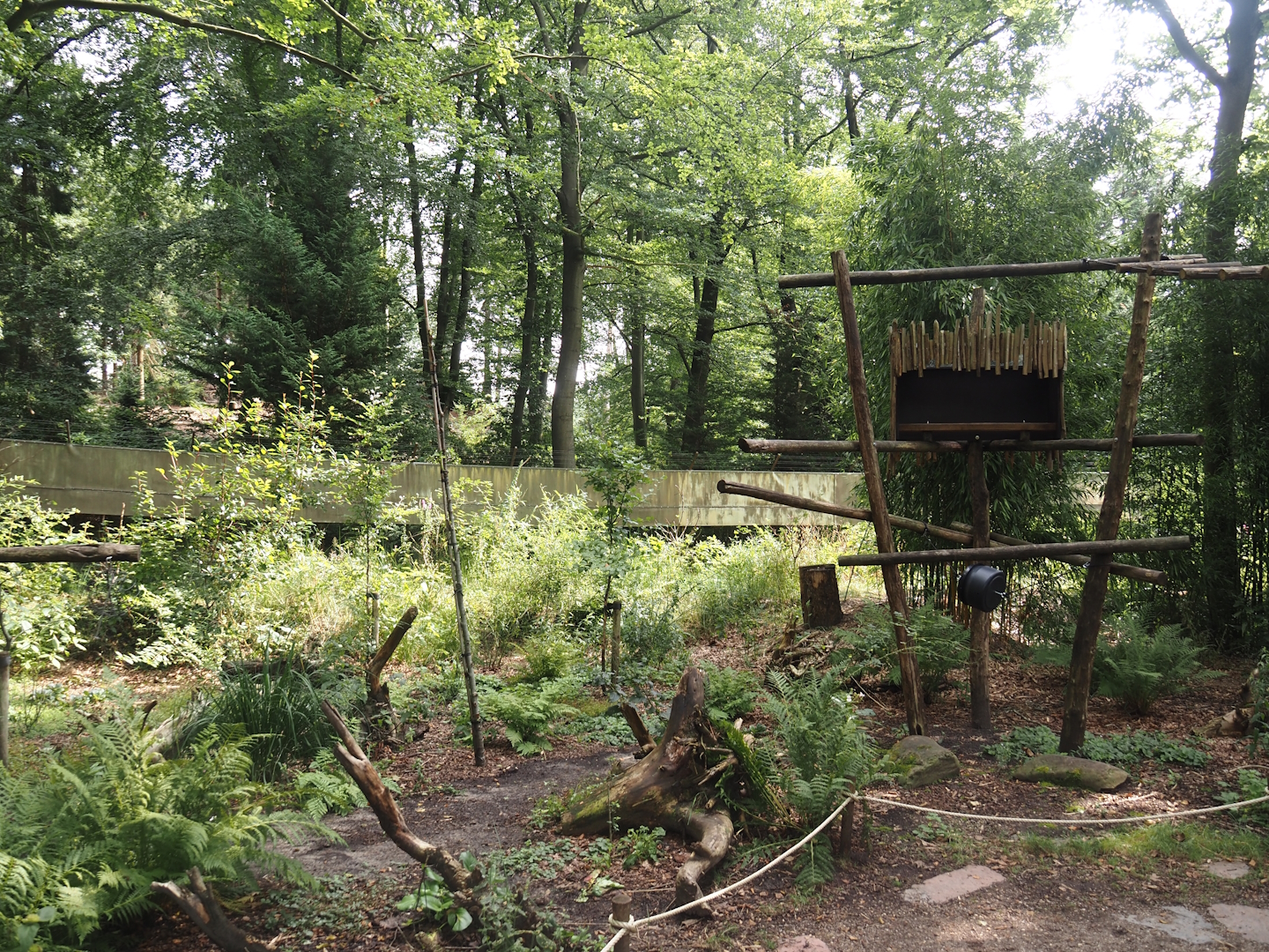 African forest walk-through area with Gabon talapoin and King colobus, 2024-08-18