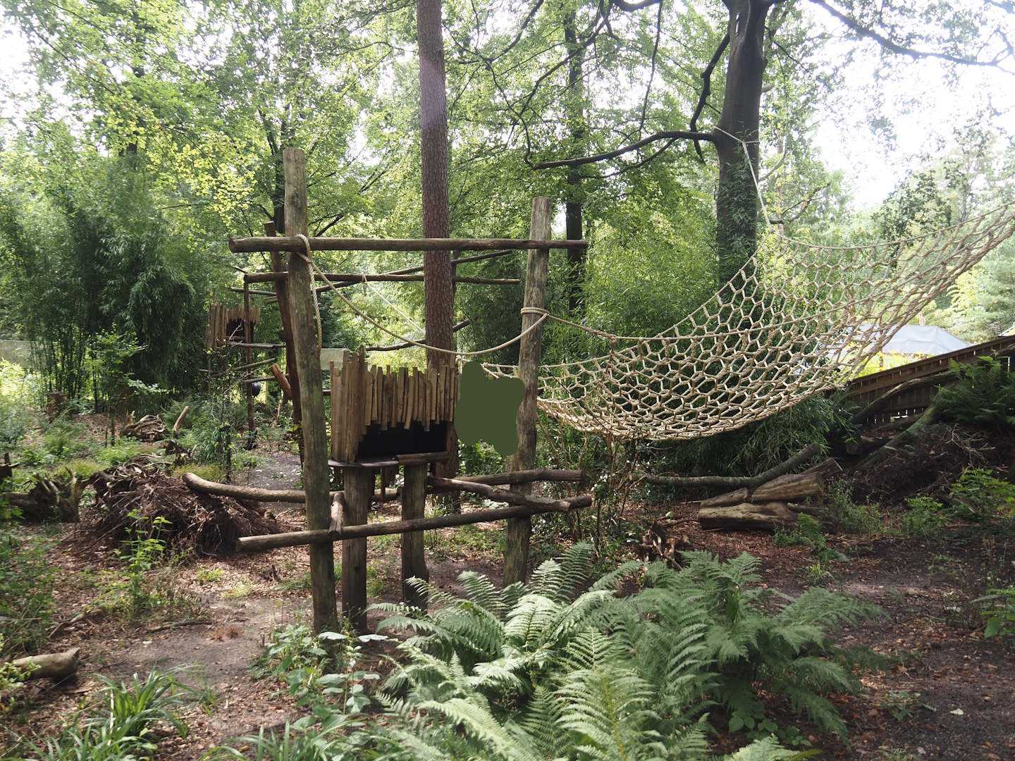 African forest walk-through area with Gabon talapoin and King colobus, 2024-08-18