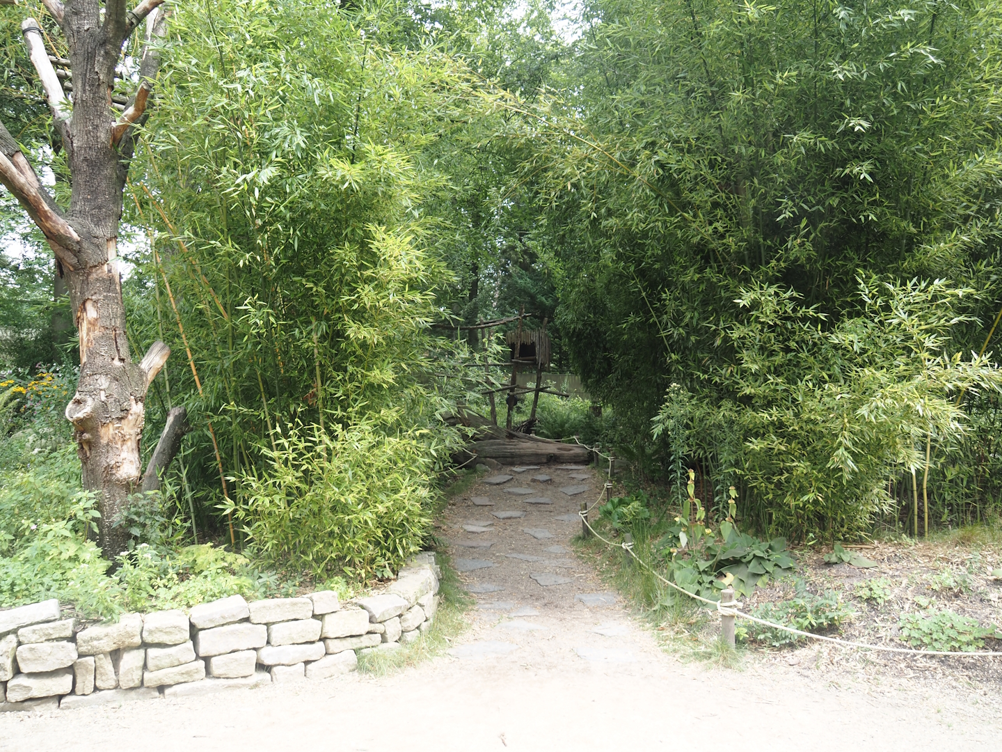 African forest walk-through area with Gabon talapoin and King colobus, 2024-08-18