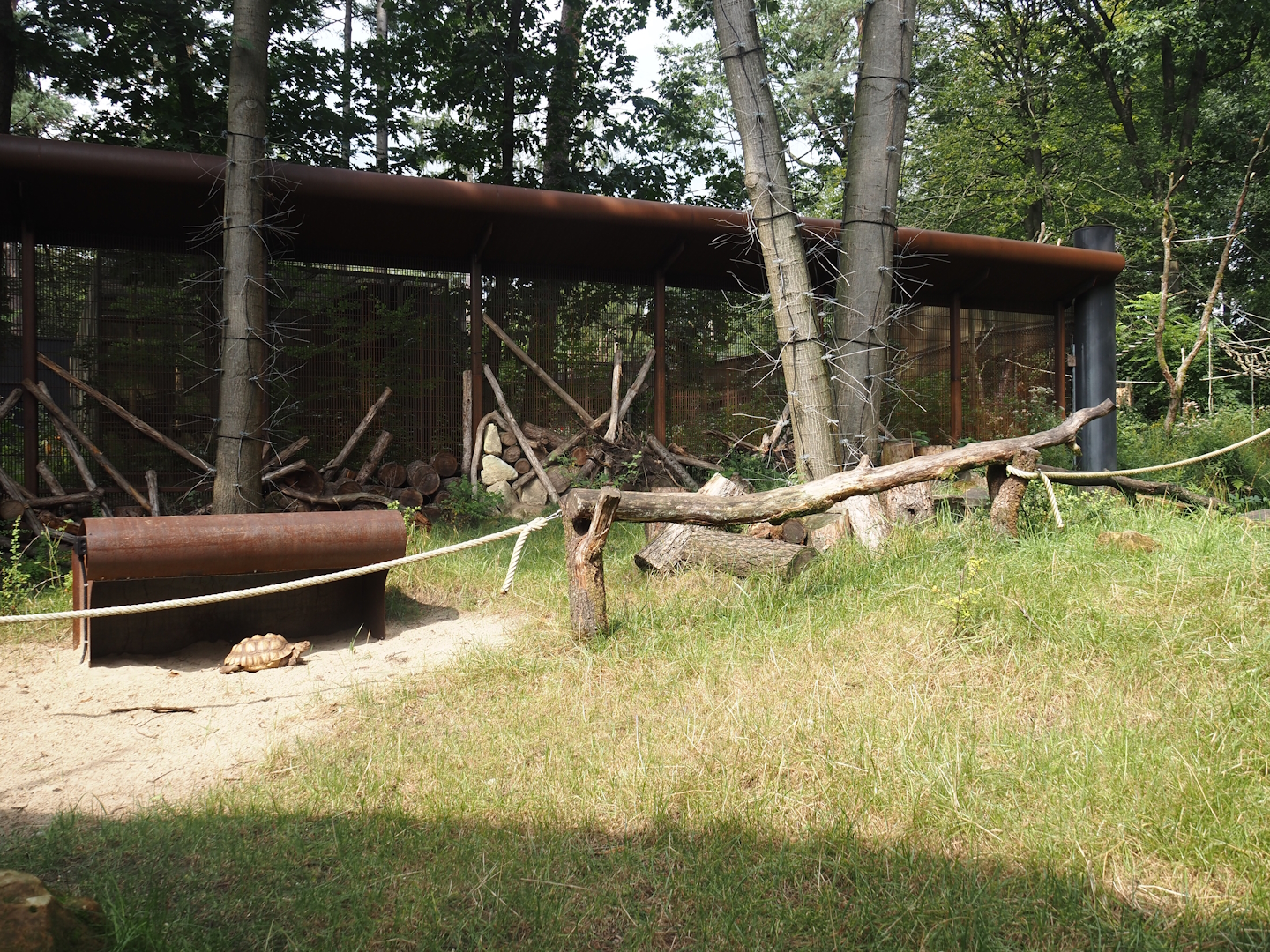 African forest walk-through area with Gabon talapoin and King colobus - African spurred tortoise area, 2024-08-18