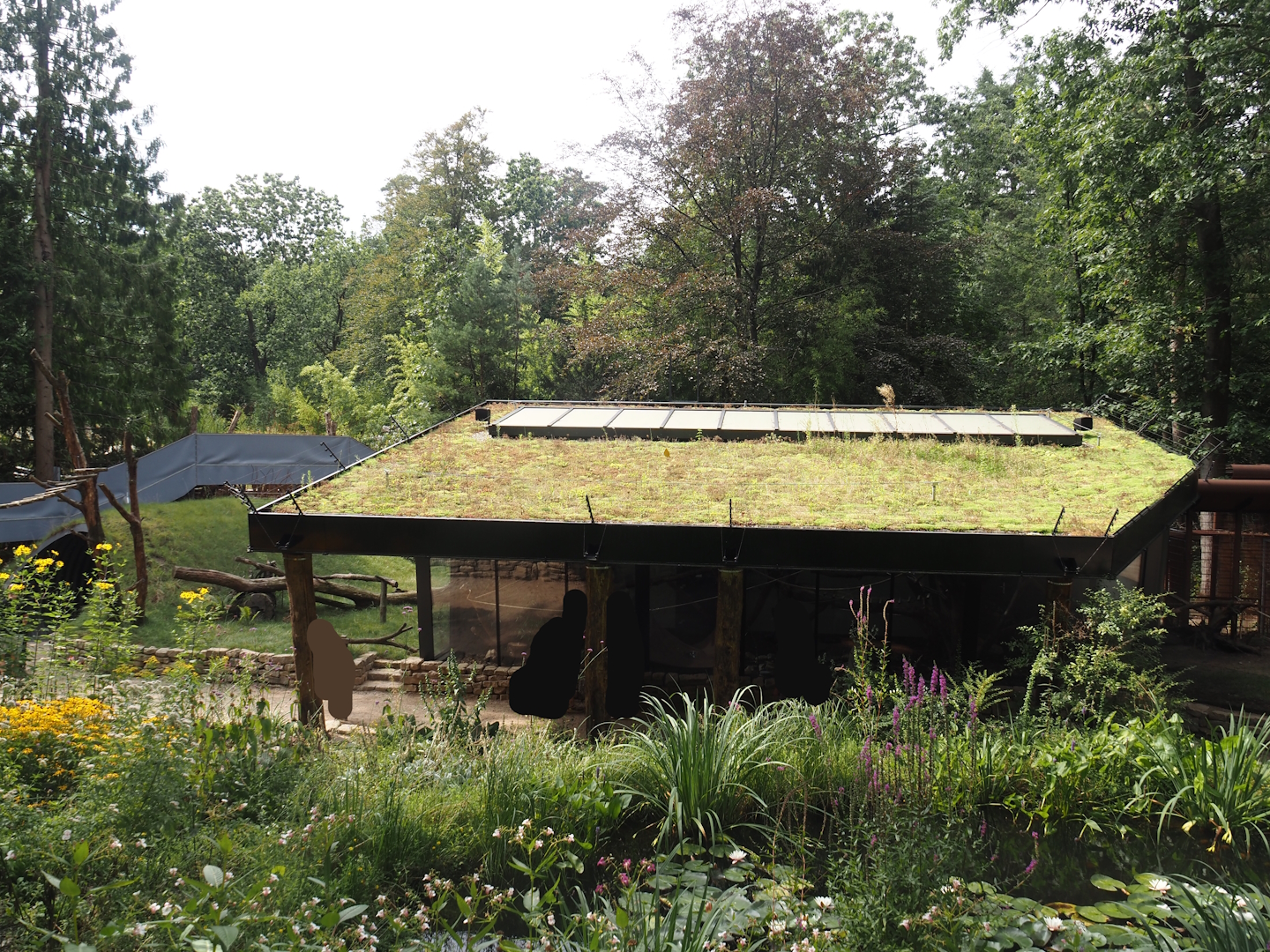 African forest walk-through area with Gabon talapoin and King colobus - Building, 2024-08-18