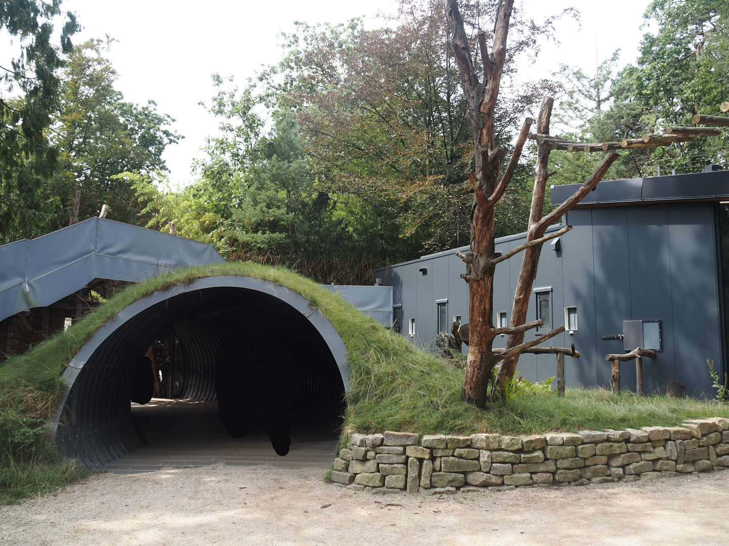African forest walk-through area with Gabon talapoin and King colobus - Exit tunnel, 2024-08-18