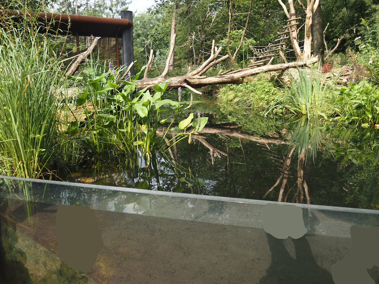 African forest walk-through area with Gabon talapoin and King colobus - Pond, 2024-08-18