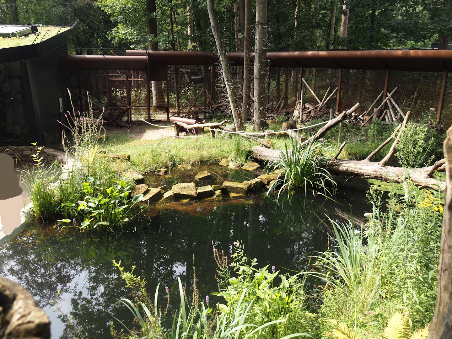 African forest walk-through area with Gabon talapoin and King colobus - Pond and African spurred tortoise area, 2024-08-18