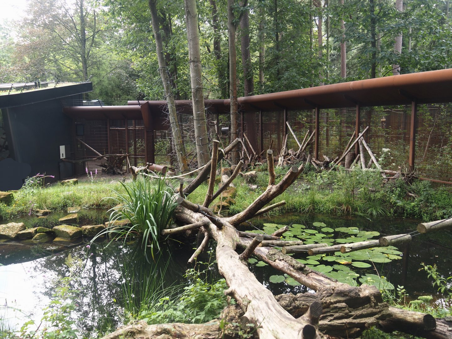 African forest walk-through area with Gabon talapoin and King colobus - Pond and African spurred tortoise area, 2024-08-18