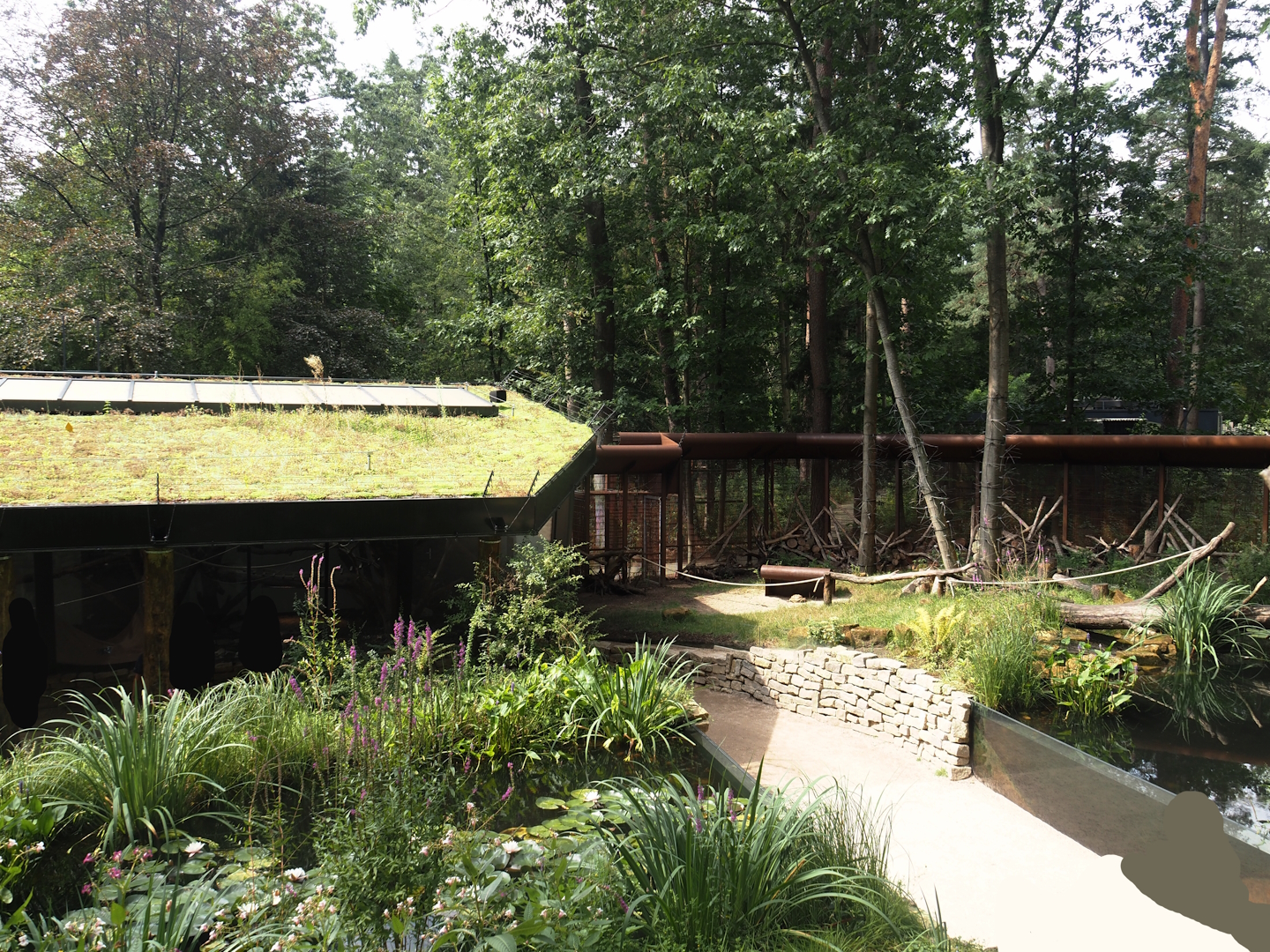 African forest walk-through area with Gabon talapoin and King colobus - Ponds, walkway, tortoise area and building, 2024-08-18