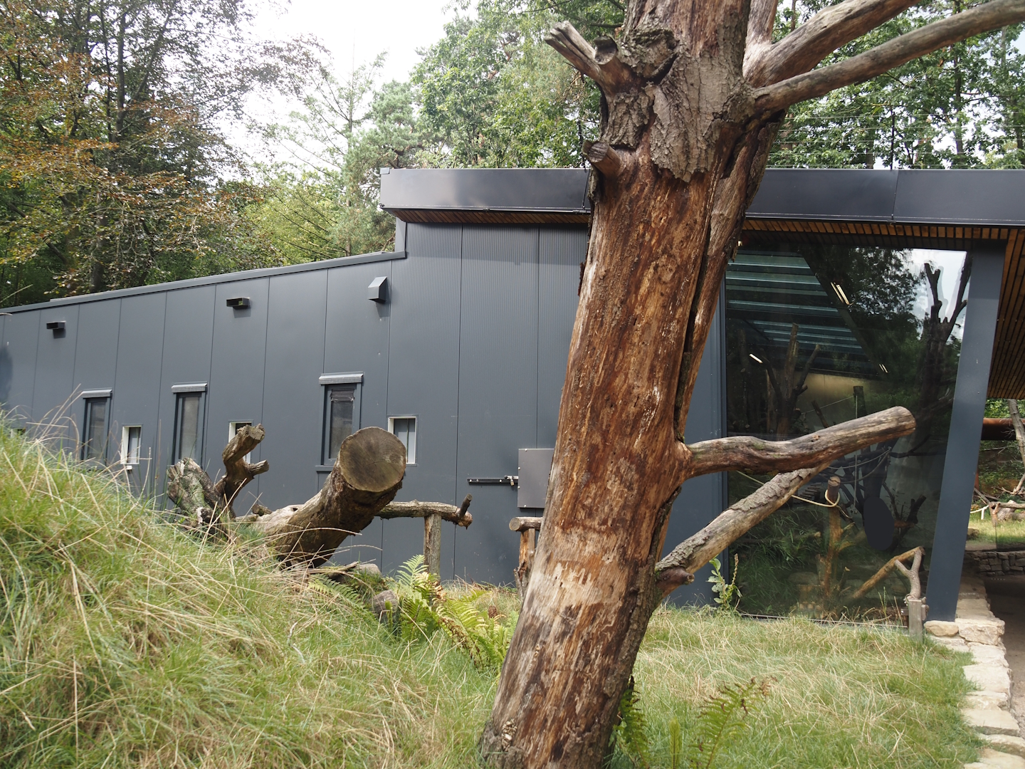 African forest walk-through area with Gabon talapoin and King colobus - Side of building, 2024-08-18