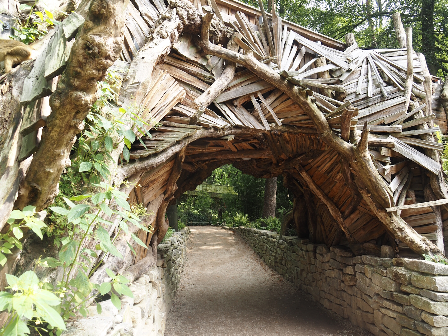 African forest walk-through area with Gabon talapoin and King colobus - Side of building, 2024-08-18