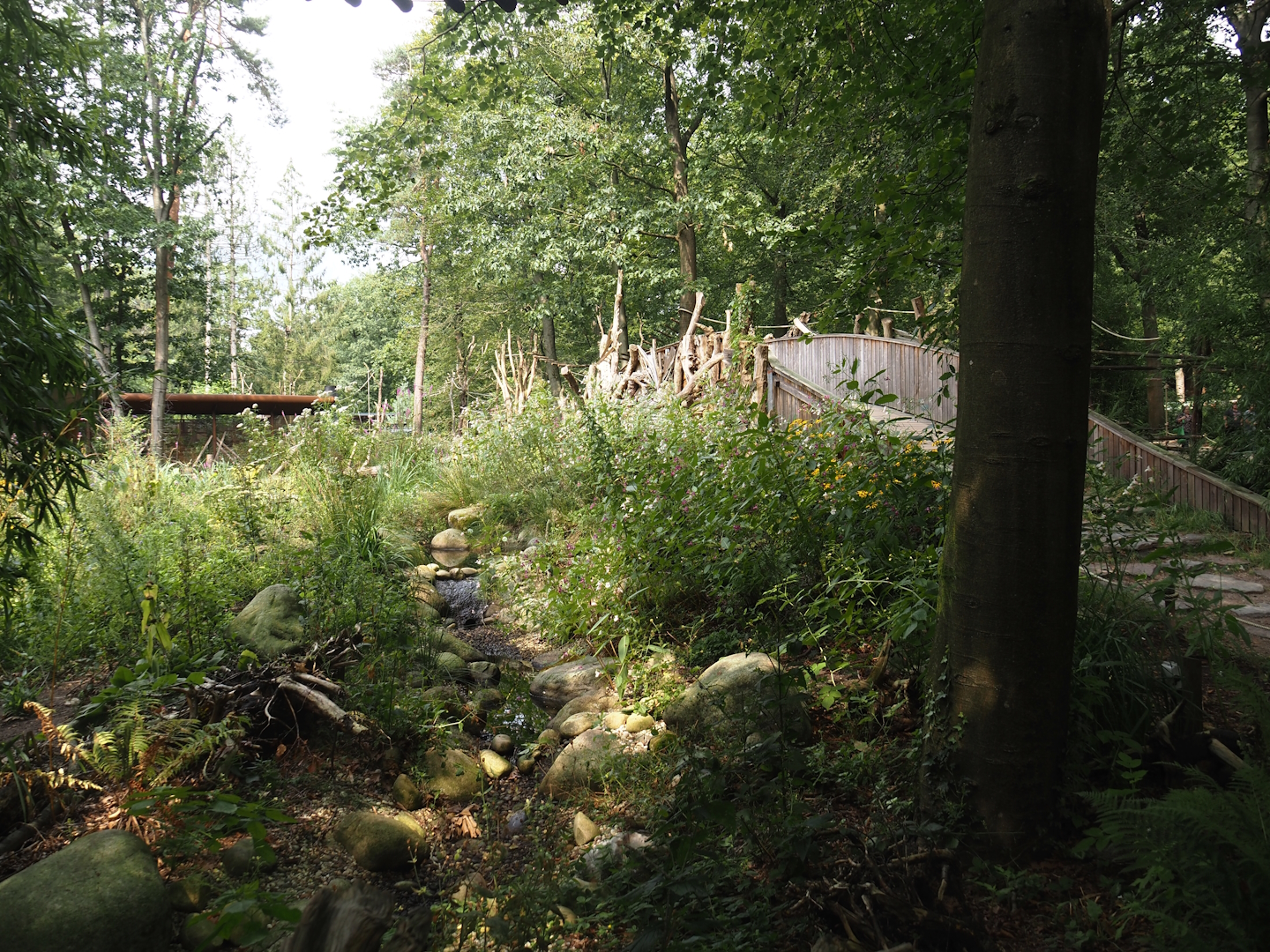 African forest walk-through area with Gabon talapoin and King colobus - Stream near visitor bridge, 2024-08-18