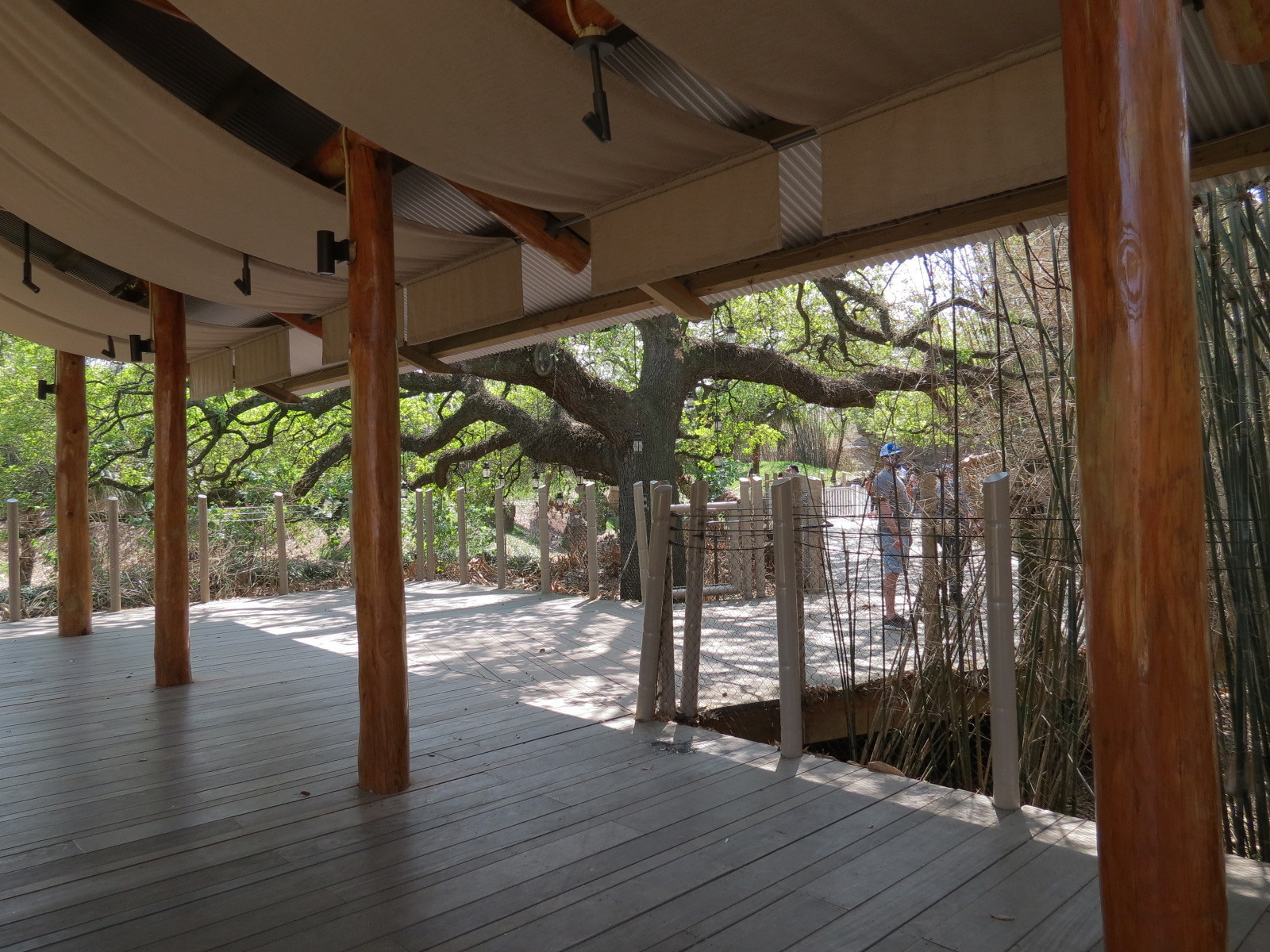 African Forest - Western Lowland Gorilla Exhibit - Visitor Path