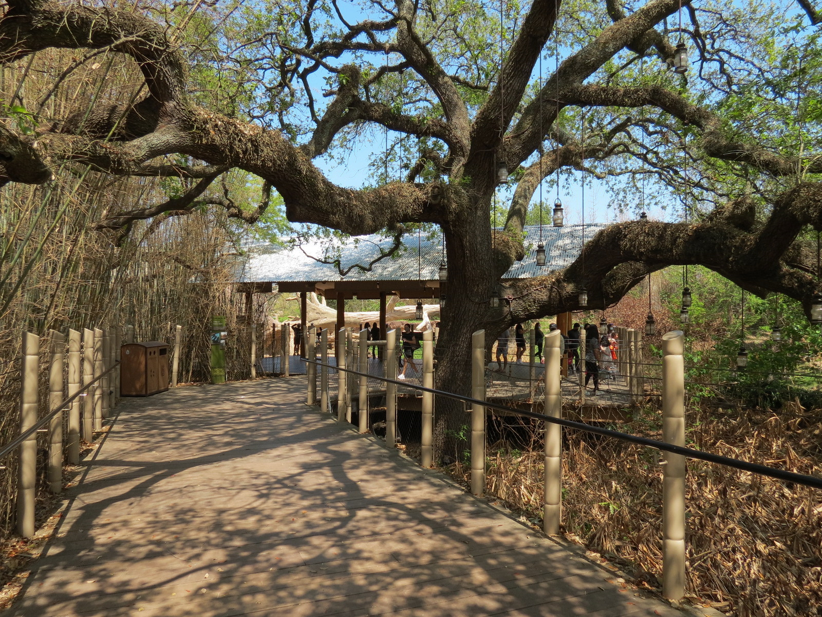 African Forest - Western Lowland Gorilla Exhibit - Visitor Path