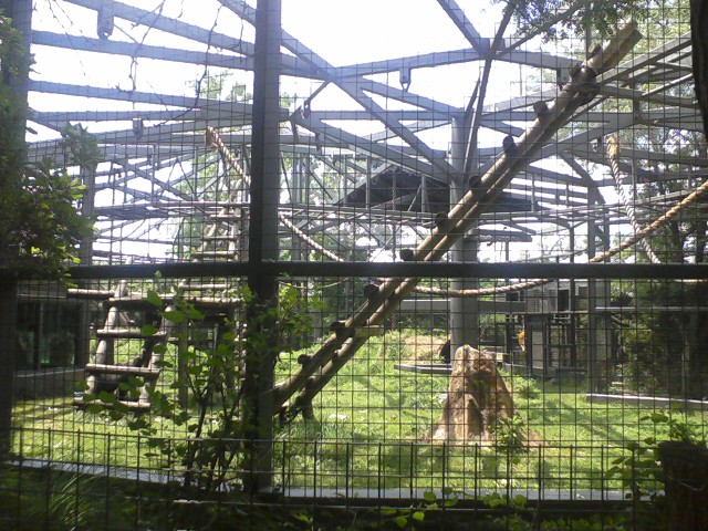 African Forest- Western Lowland Gorilla exhibit