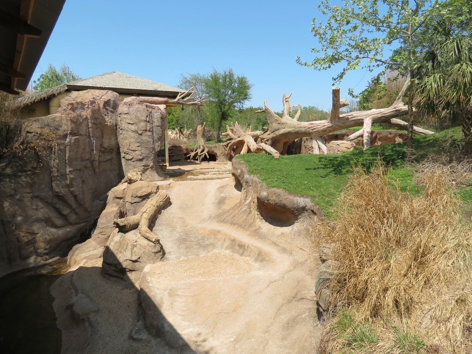 African Forest - Western Lowland Gorilla Exhibit