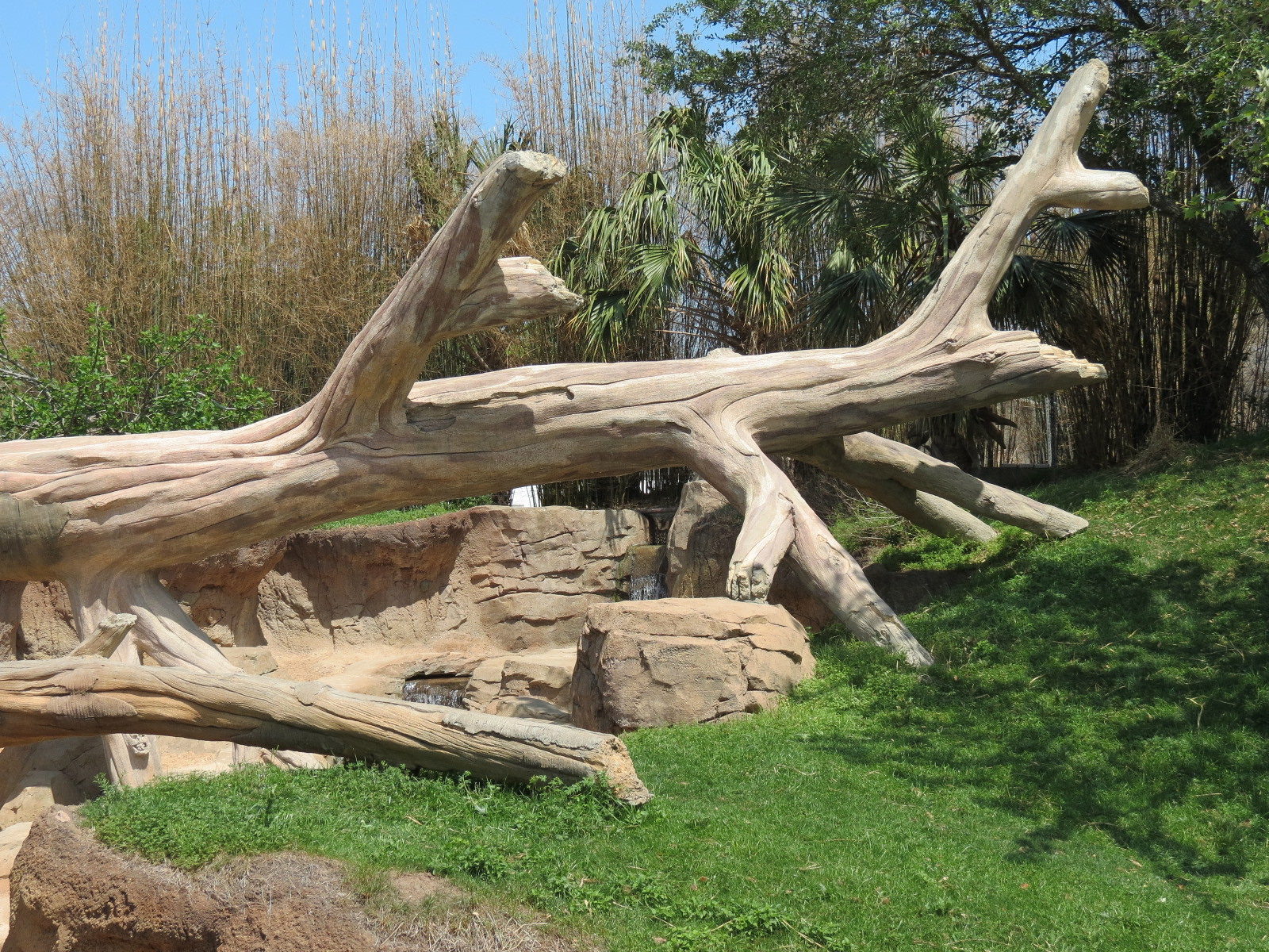 African Forest - Western Lowland Gorilla Exhibit