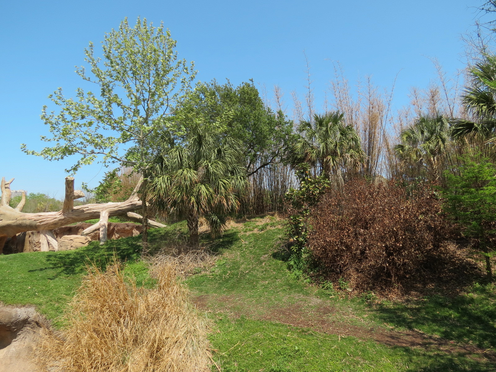 African Forest - Western Lowland Gorilla Exhibit