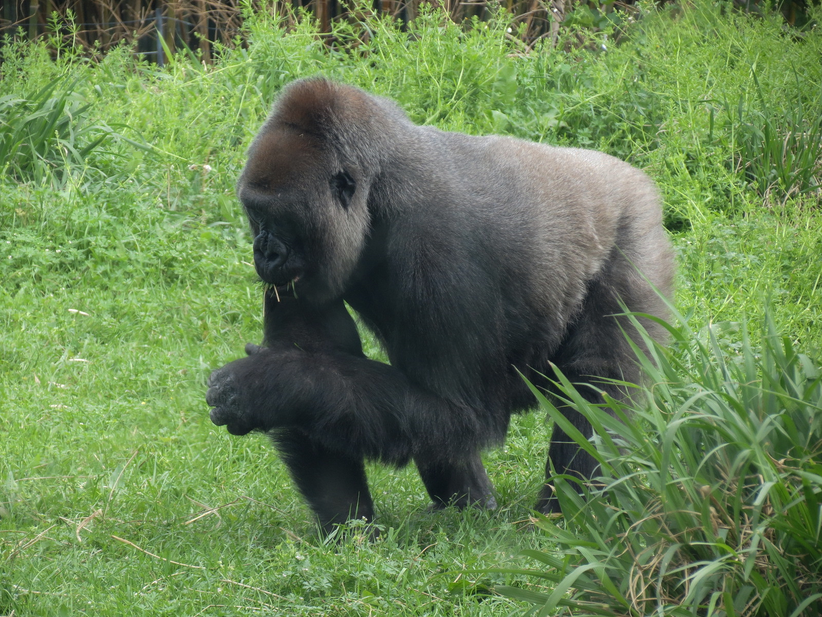 African Forest - Western Lowland Gorilla Exhibit
