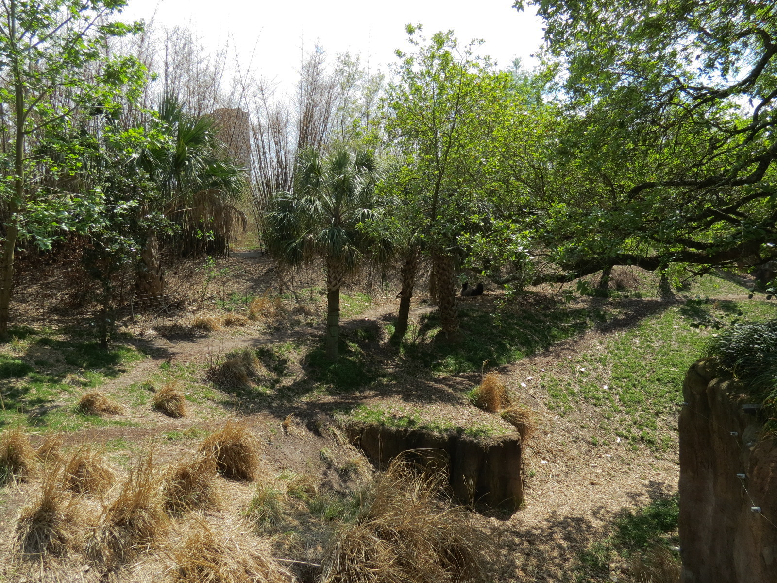 African Forest - Western Lowland Gorilla Exhibit