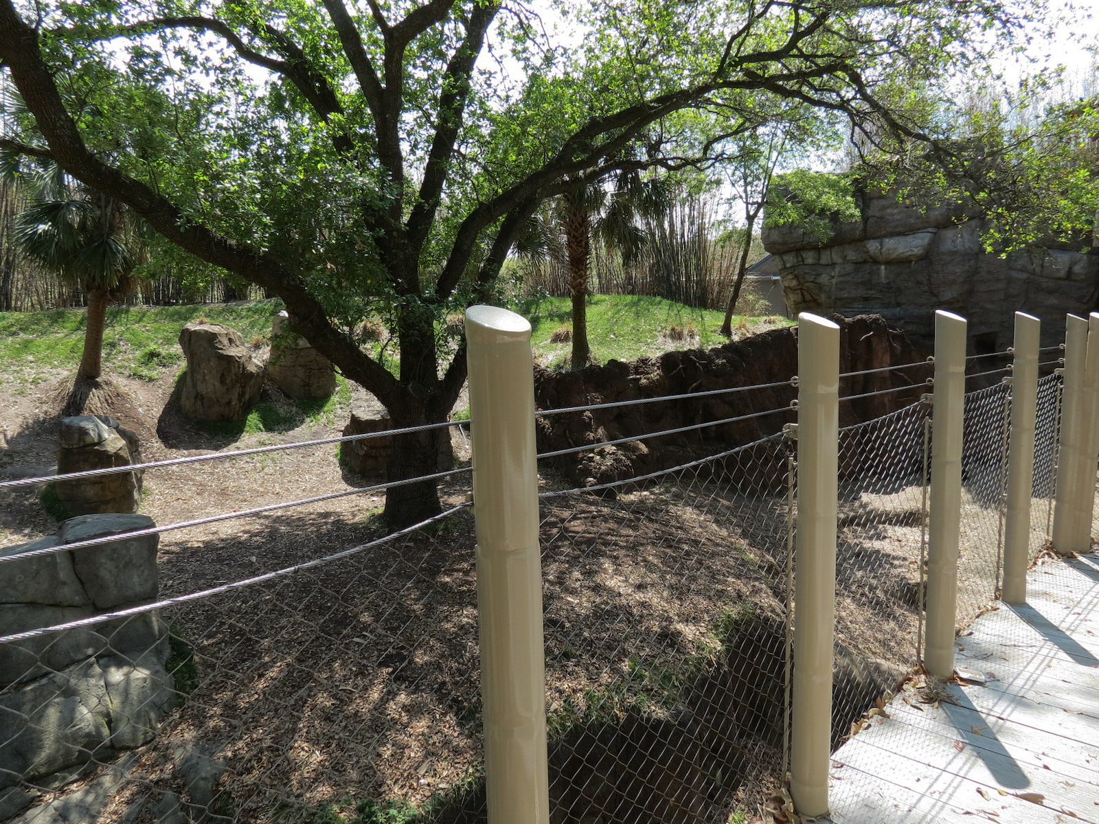 African Forest - Western Lowland Gorilla Exhibit