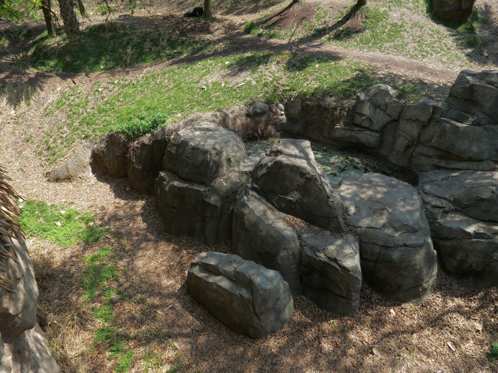 African Forest - Western Lowland Gorilla Exhibit