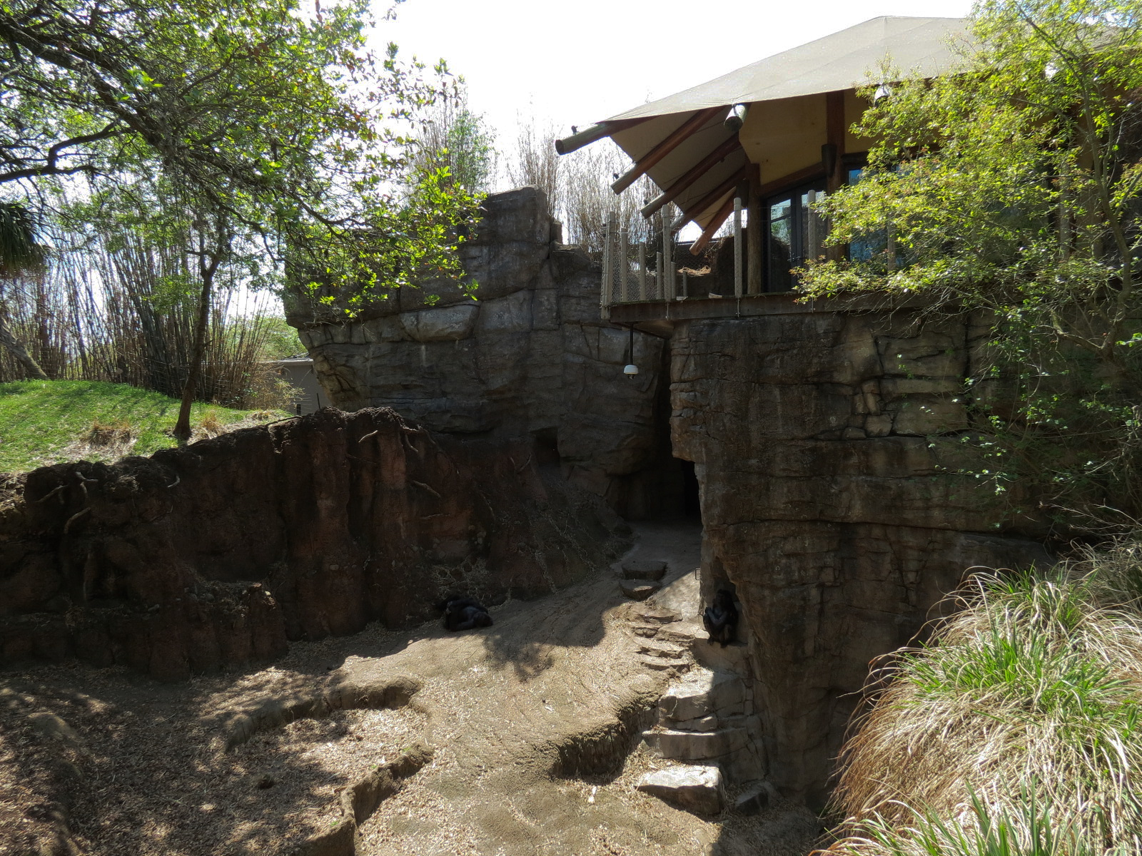 African Forest - Western Lowland Gorilla Exhibit