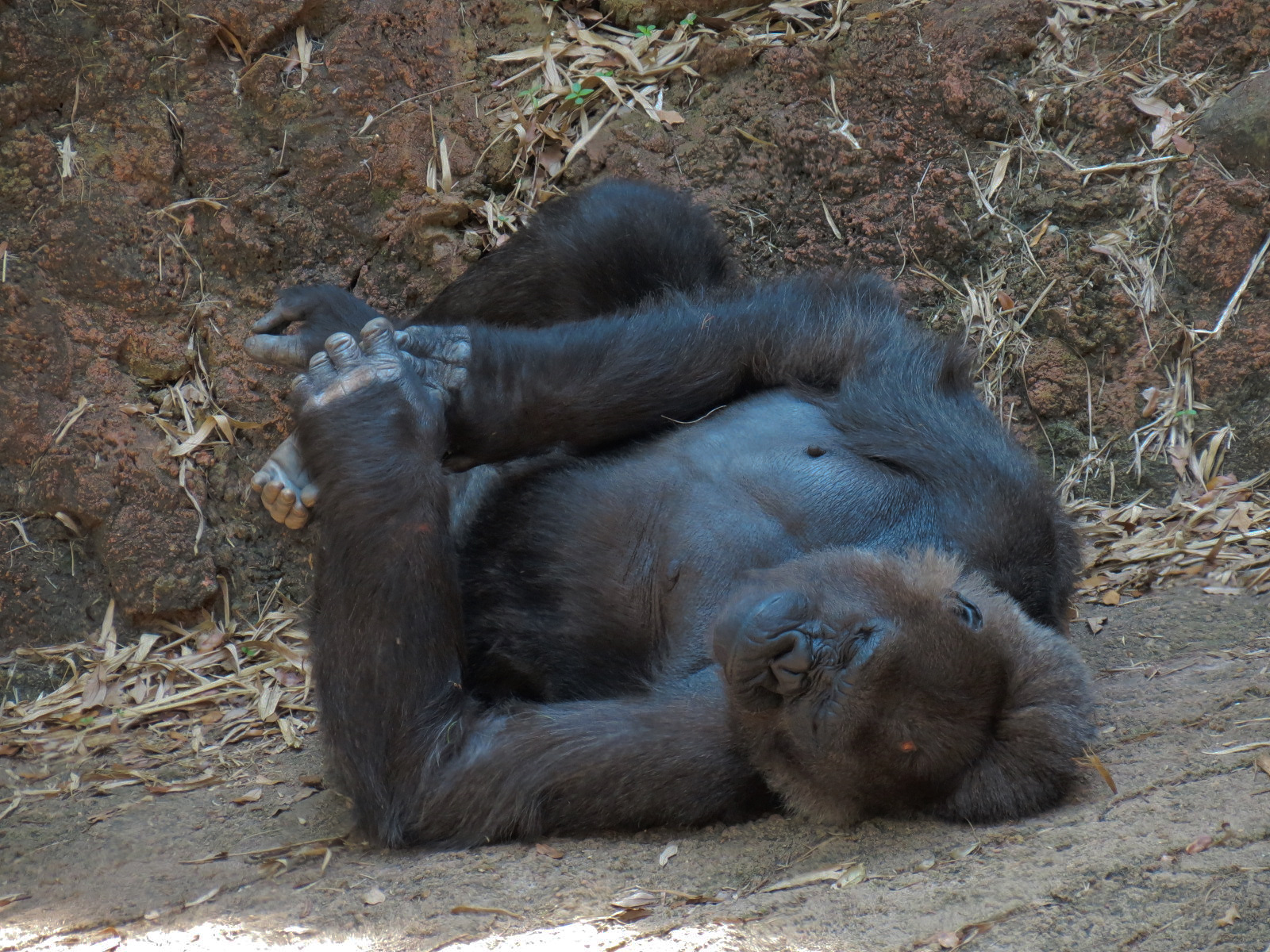 African Forest - Western Lowland Gorilla Exhibit
