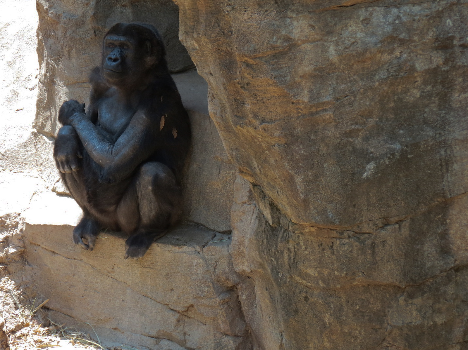 African Forest - Western Lowland Gorilla Exhibit