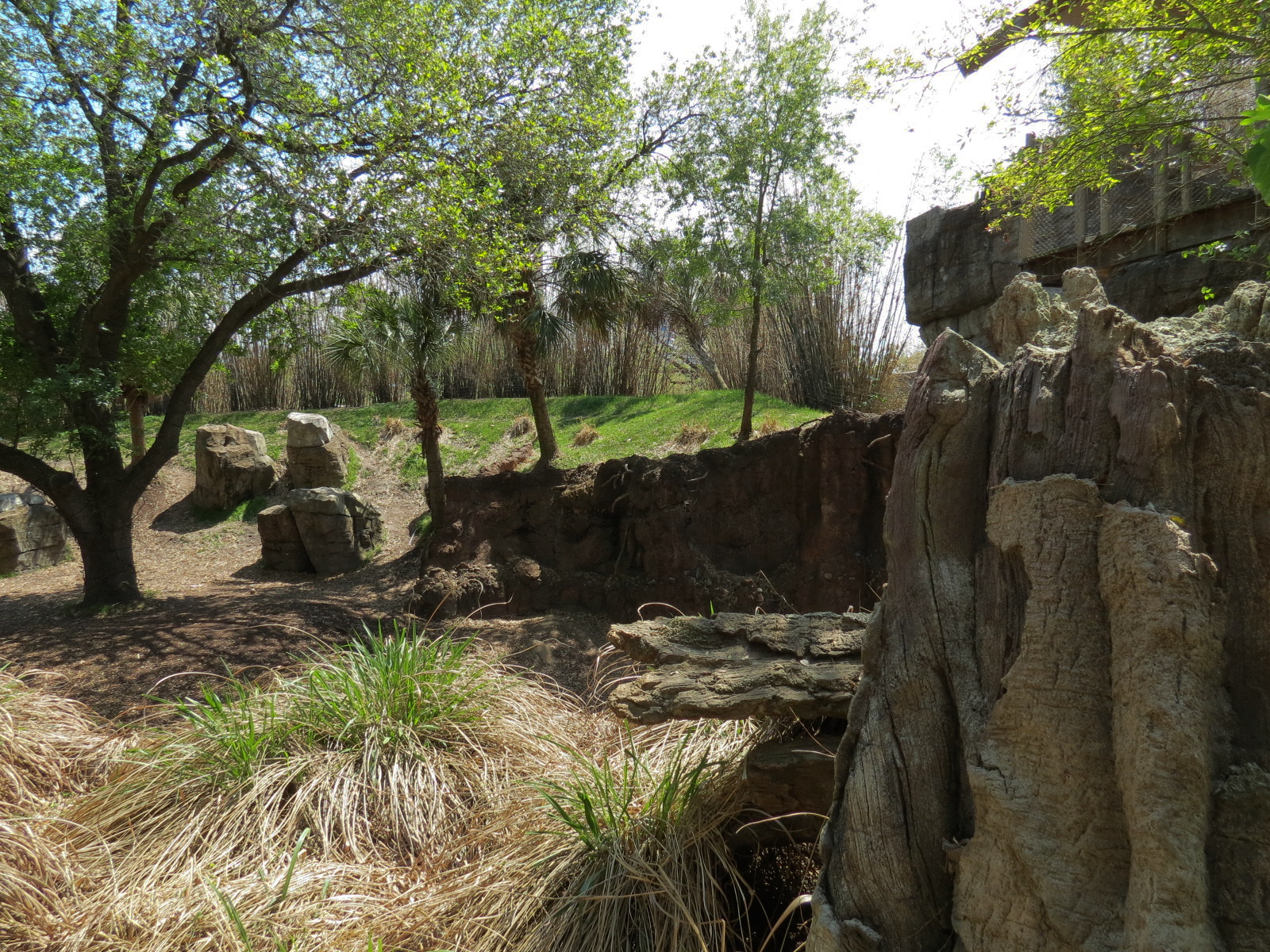 African Forest - Western Lowland Gorilla Exhibit