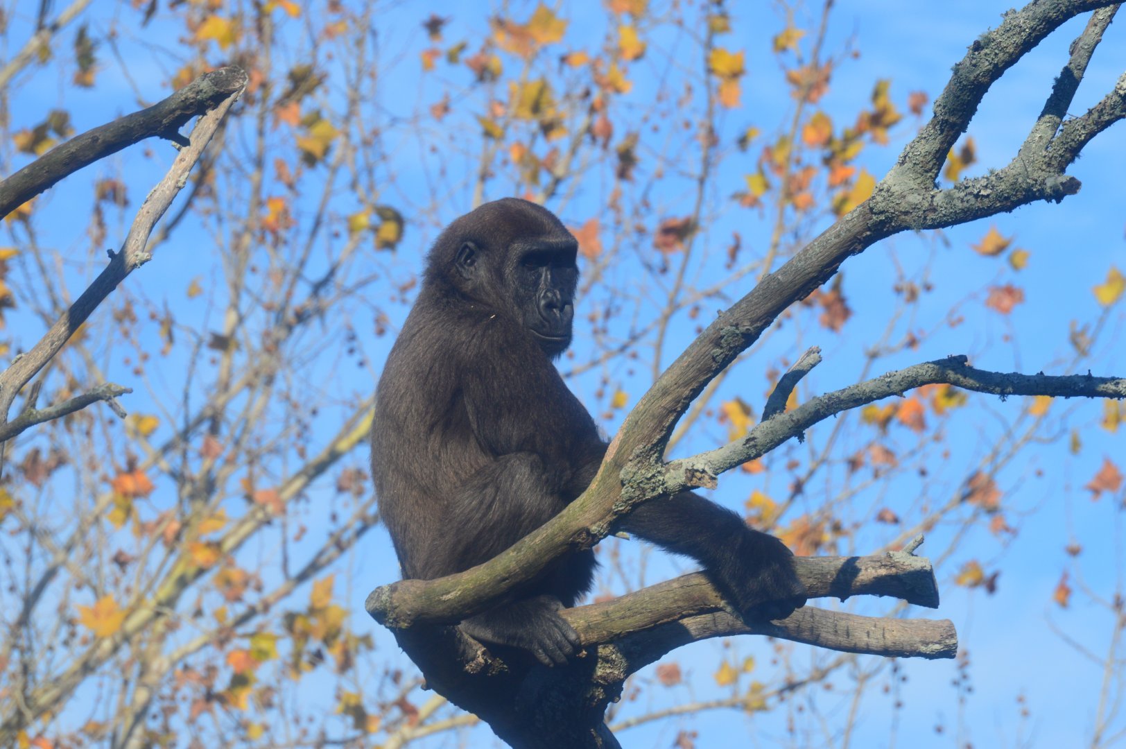 African Forest - Western Lowland Gorilla