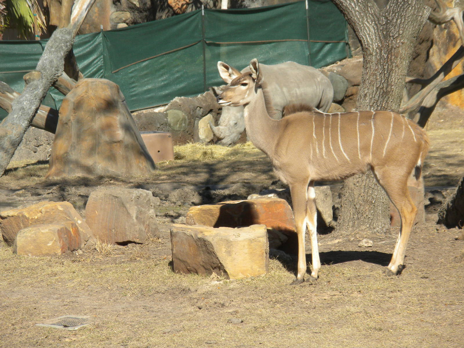 African Forest - White Rhino and Kudu