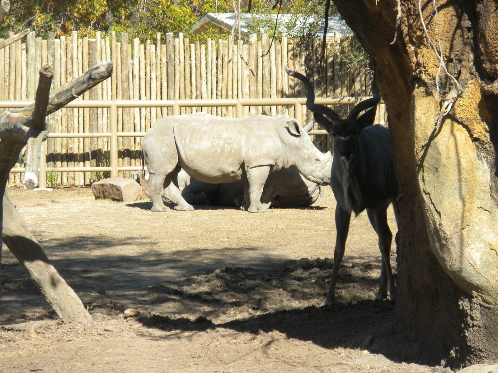 African Forest - White Rhino and Kudu