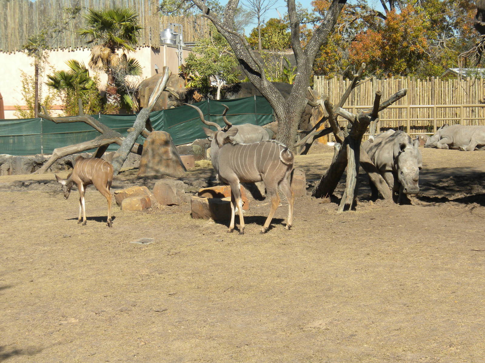 African Forest - White Rhino and Kudu