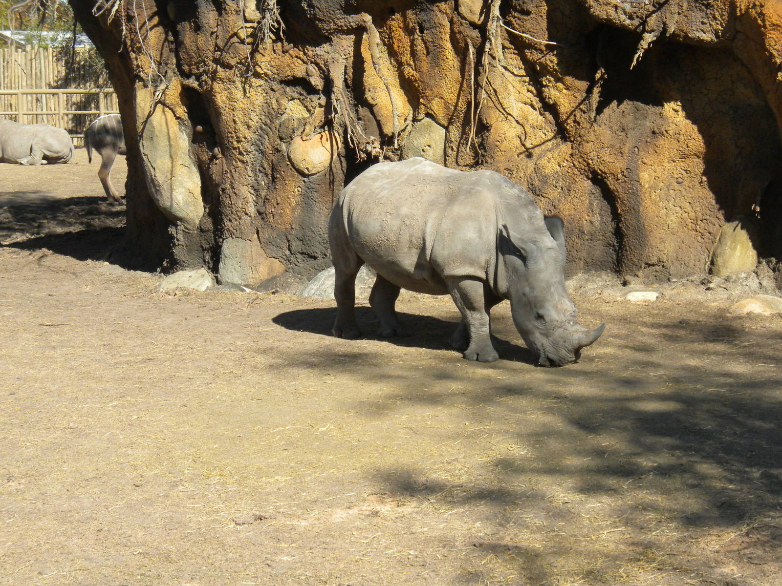 African Forest - White Rhino and Kudu
