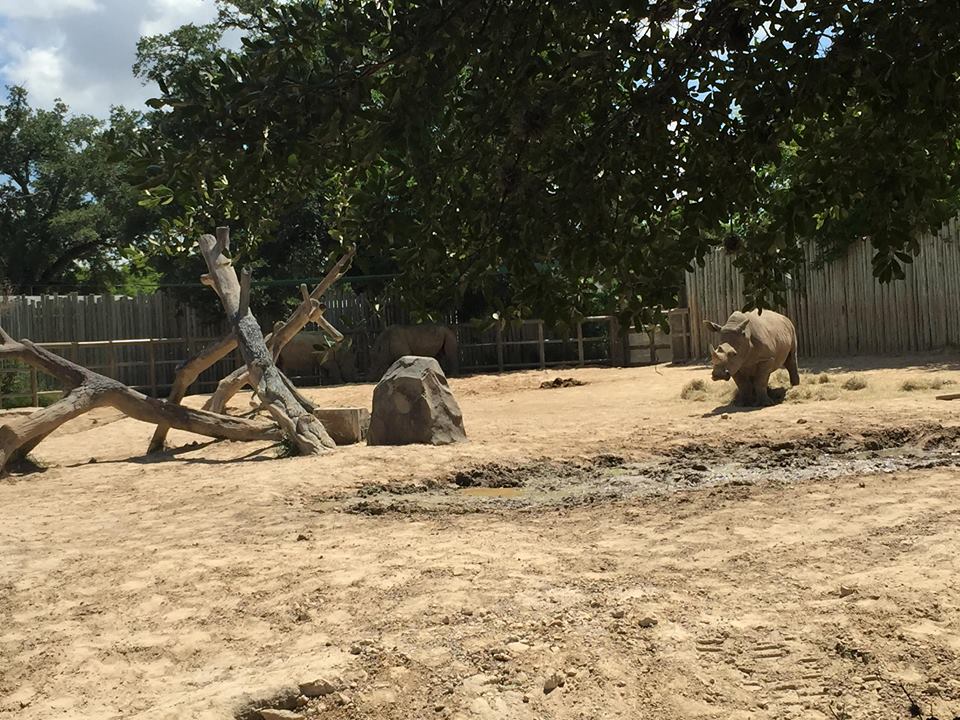 African Forest- White Rhinoceros