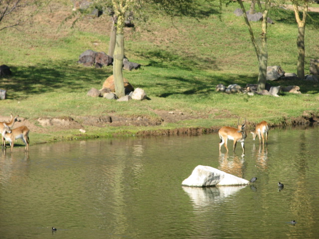 African Forest - Zambezi Lechwe