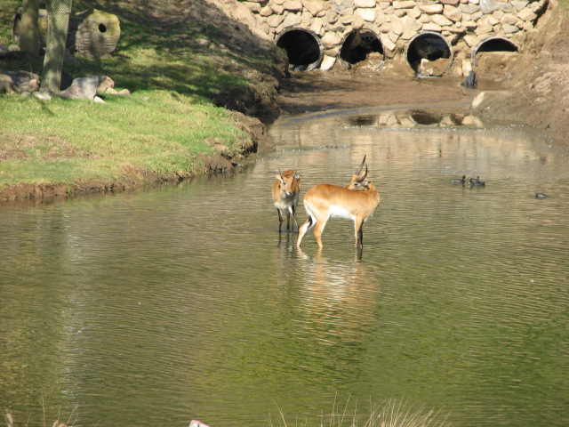 African Forest - Zambezi Lechwe